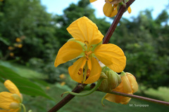 Senna occidentalis